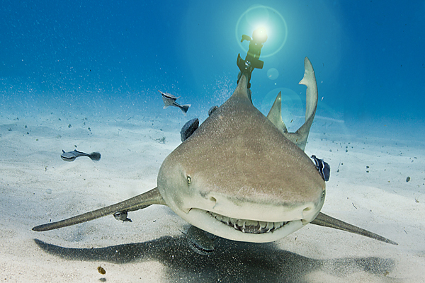 A shark with a non-invasive laser beam attached to its dorsal fin.