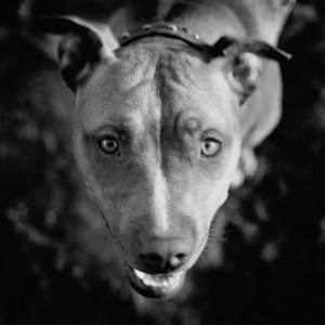image: american pit bull terrier