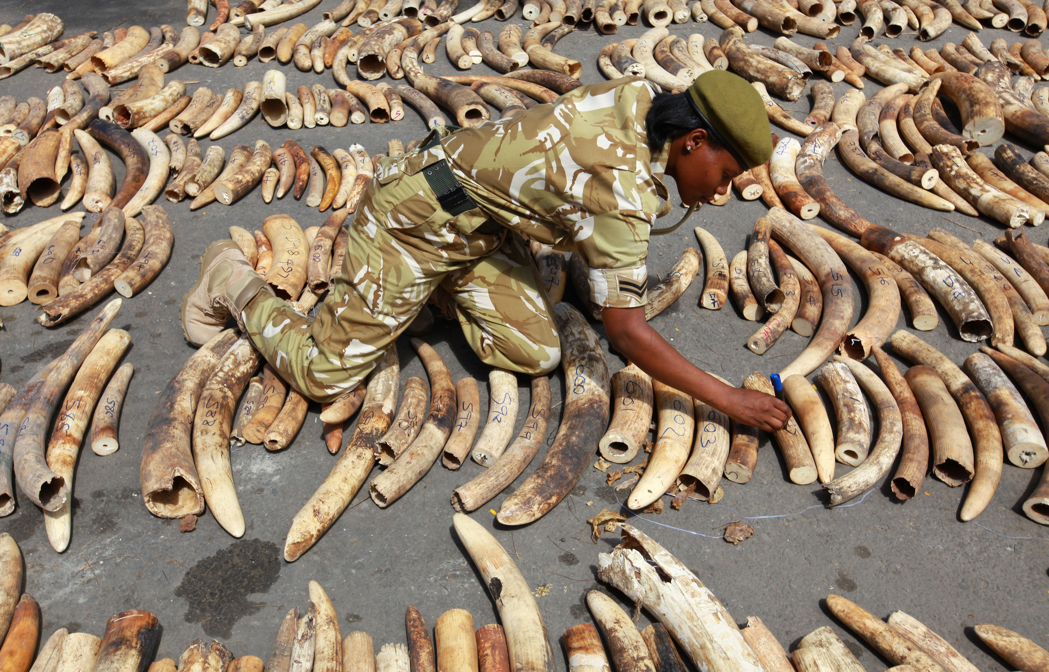 A Kenyan wildlife ranger inscribes markings on the 775 elephant tusks that was seized by the port police at the container terminal destined for Malaysia in the coastal town of Mombasa