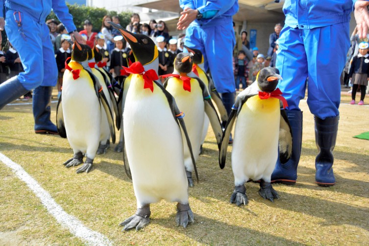 Penguin Parade Launching Ceremony In Nagasaki