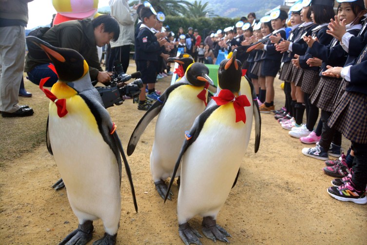 Penguin Parade Launching Ceremony In Nagasaki