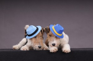Fox Terriers with Hats