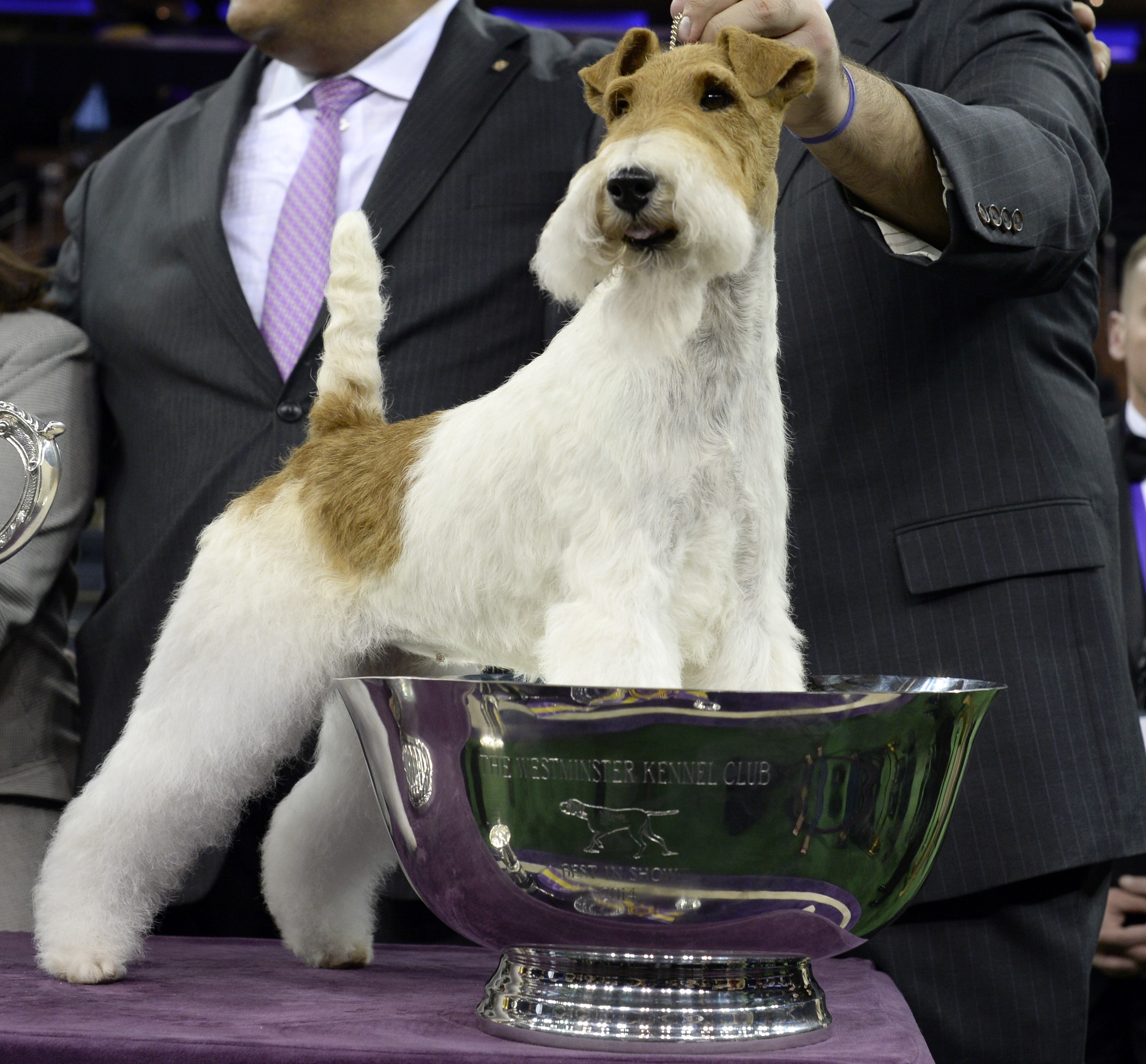 Westminster Dog Show Winner Why Wire Fox Terriers Are the Best