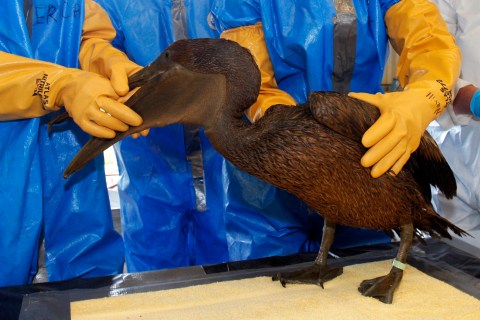 An oil soaked brown pelican is prepped before being bathed.