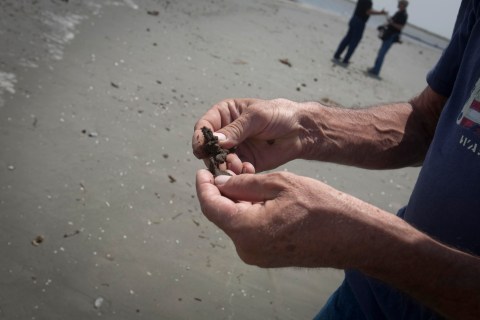 A man holds a clump to determine if it is oil from the spill in the Gulf of Mexico on Elmer's Island, Louisiana
