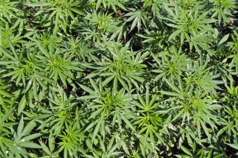 Roadside Marijuana Plants, Eastern Bhutan