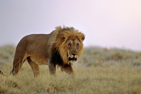 Male Lion standing in grass Africa