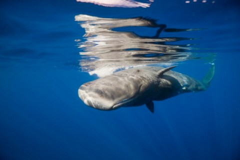 Sperm Whale swimming just under the surface (Physeter catodon), Caribbean, Dominica