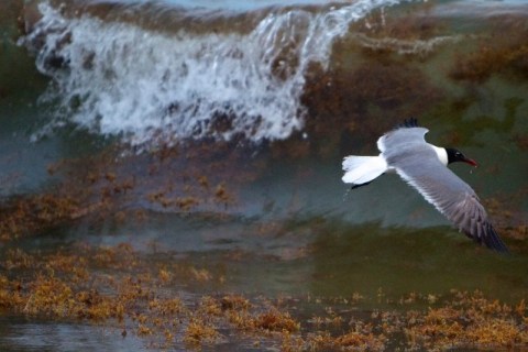 USA - Deepwater Horizon Disaster - Seagulls Feed Above Seaweed in Breaking Waves