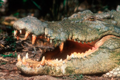Estuarine Crocodile in Australia with Mouth Open