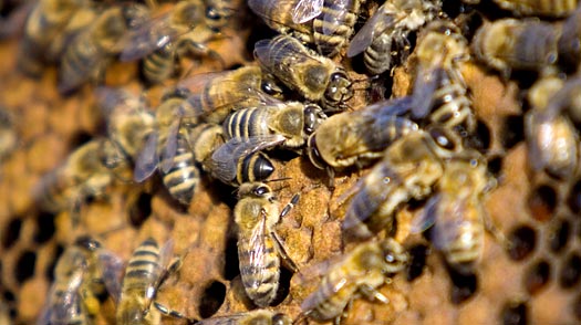 Why are Bees Dying? Your Cell Phone May Hold a Clue | TIME.com