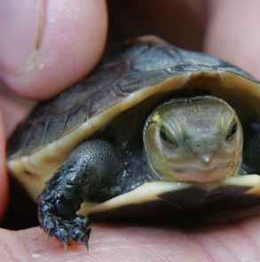 Airline Makes 10-Year-Old Throw Away Pet Turtle | TIME.com