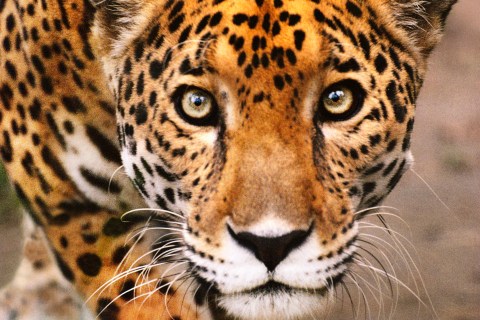 Jaguar Stalking in Belize