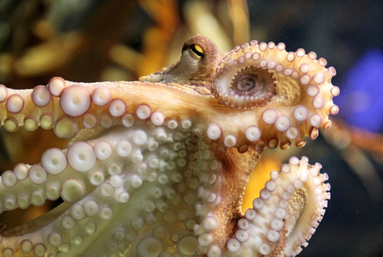 Paul the Psychic Octopus Chooses Team Jacob | TIME.com