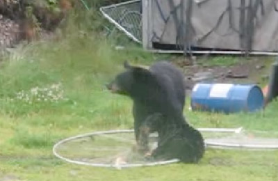 Bear against fishing net