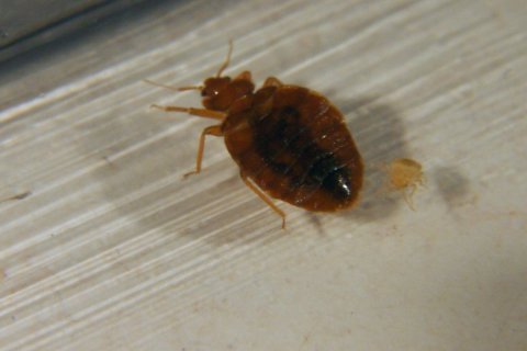 Bedbugs-029