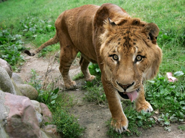 Liger