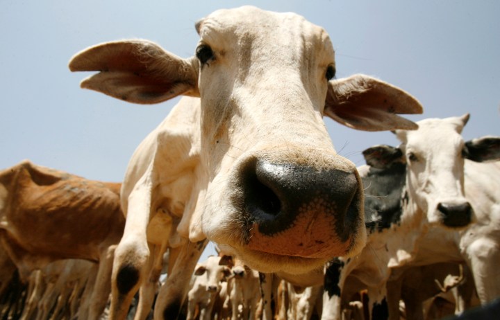 Livestock Dehydration