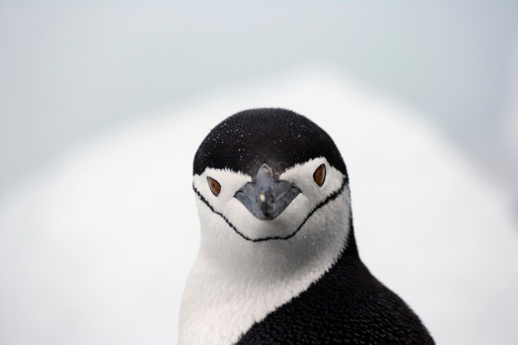 Knit Sweaters for Penguins to Help During the New Zealand Oil Spill ...