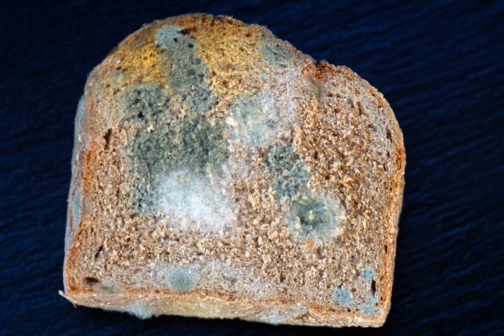 what happens if dog eats moldy bread