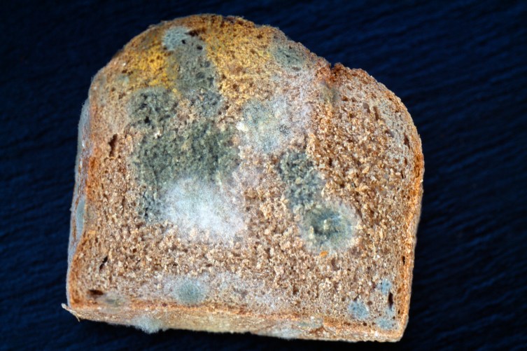 Is it safe to eat moldy bread after cutting off the mold