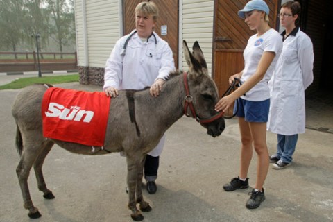 Russia Donkey