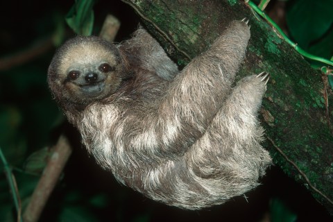 Two-Toed Tree Sloth