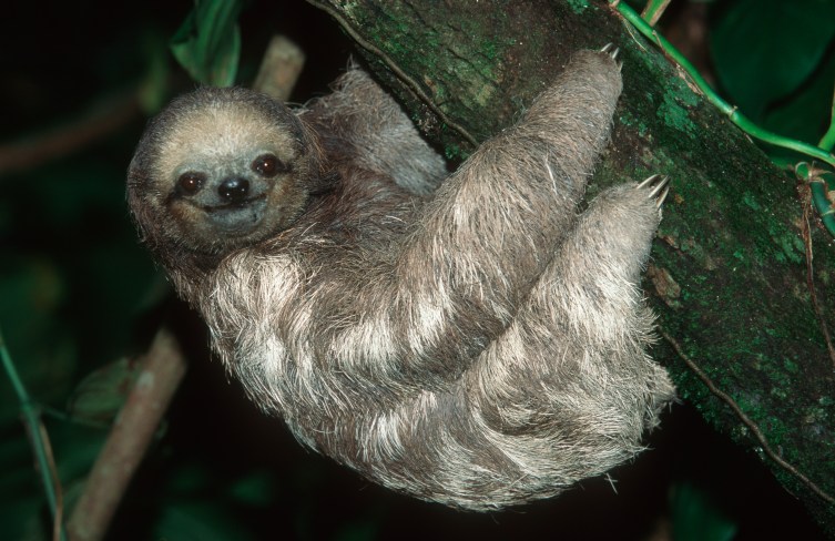 Loser Sloth Would Rather Hang Out In Trees Than Have Sex