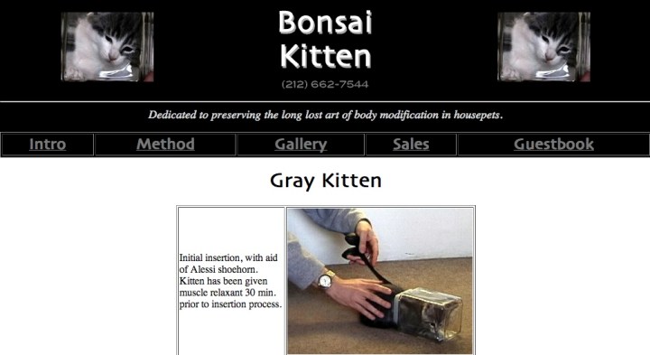 Bonsai Kittens