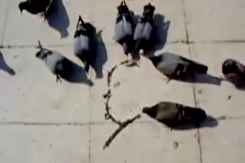 Hitchcock pigeons