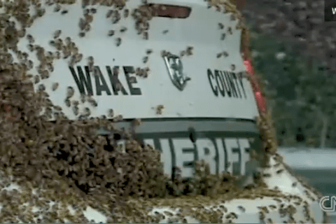 Bees Swarming Car