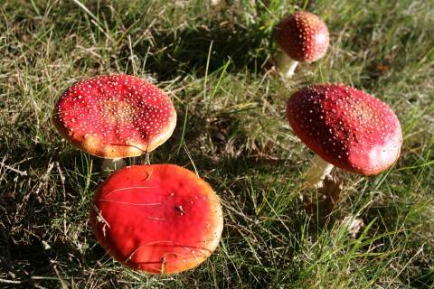 Recent file photo of Aminata Muscaria also known as 'fly agaric', in a wooded area near Bordeaux, southwestern France