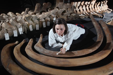 Large Whale Skeleton Found In The Thames Goes On Display