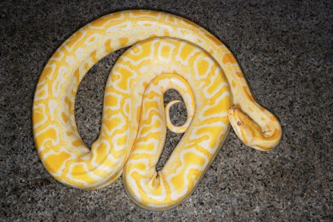 Asian albino python