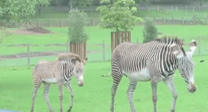 The Endangered Grevy Zebras
