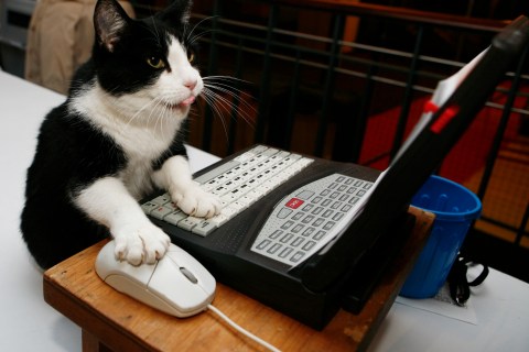 Zoe, a domestic shorthair cat, touches the mouse of a computer during a media preview for The Cat Fanciers' Association 5th Annual CFA-Iams Cat Championship in New York
