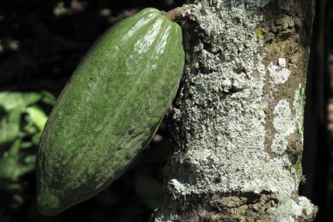 A cacao pod containing cocoa beans 