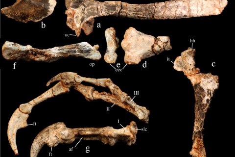 Handout image showing fossil bones of a newly discovered carnivorous dinosaur called "Haplocheirus sollers" is released by the Chinese Academy of Sciences