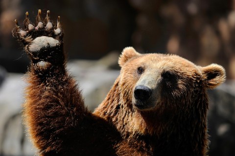 A grizzly bear waves at Madrid's zoo on