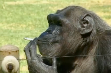 smoking chimpanzee