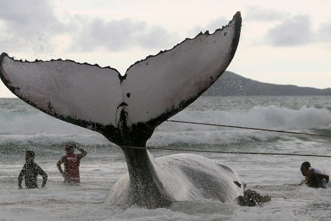 Rescue workers try to push a humpback whale that had became stranded back out to sea at Geriba beach in Buzios