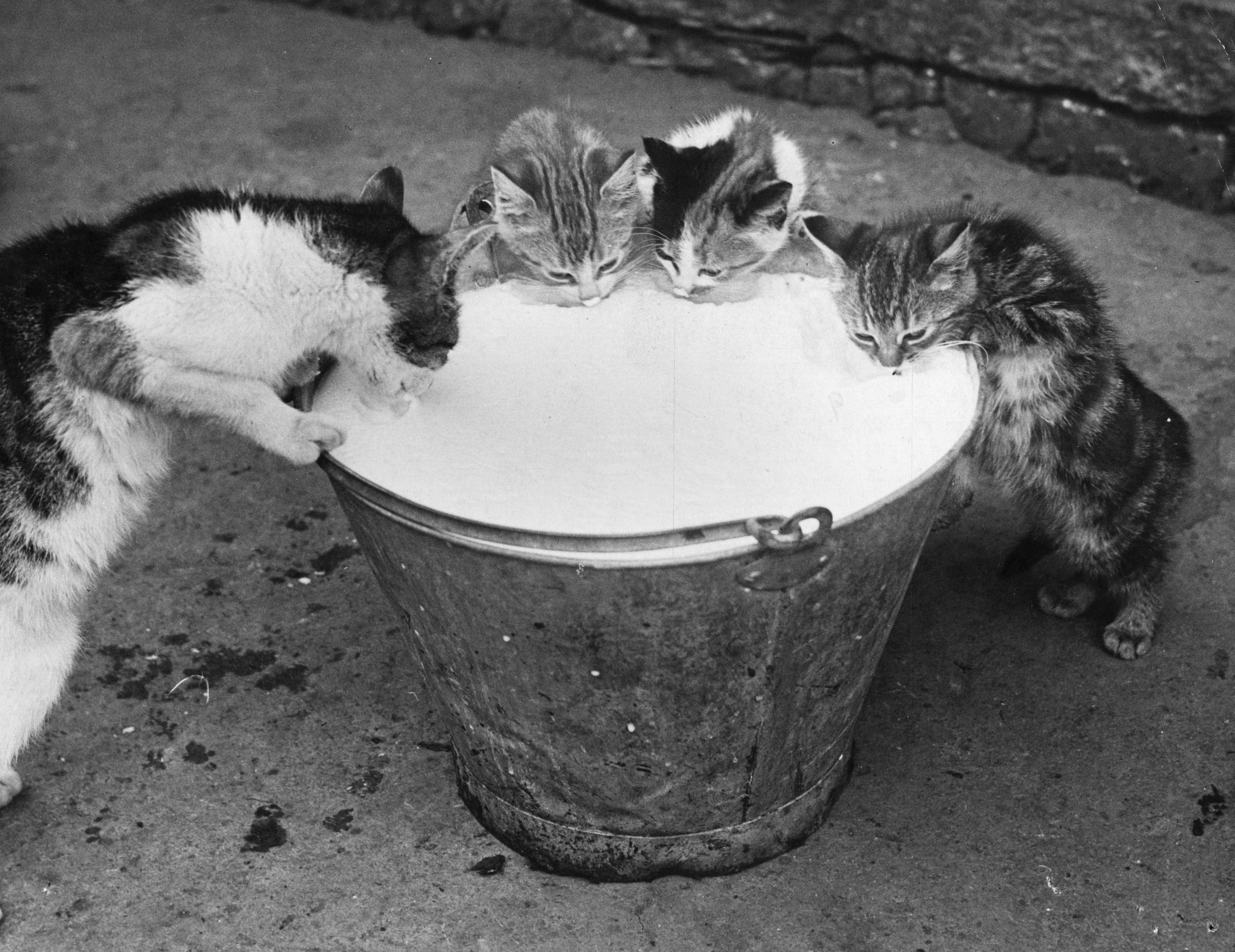 Жизнь кошечек. Кошка пьет молоко. Кот в ведре. Котята пьют молоко из ведра. Котенок пьет молоко.
