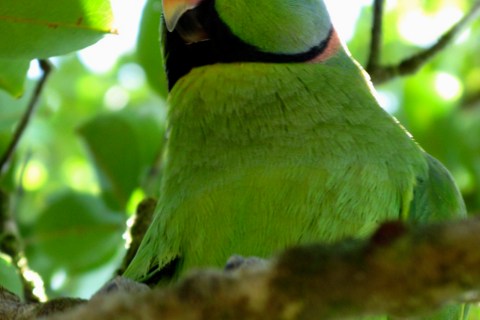A Mauritius Echo Parakeet 