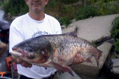 A fisheries biologis holds a Bighead carp caught in Lake Calumet in Illinois