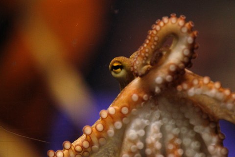 Octopus Paul II is presented to the media at the Sea Life Centre in the western German city of Oberhausen