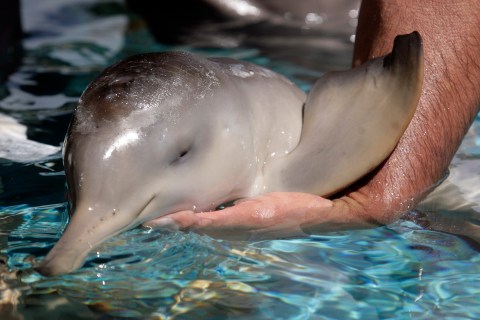 baby dolphin