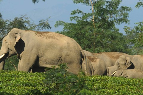 A herd of 36 wild elephants walk through