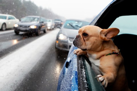 A dog looks out of the window of a vehicle while stopped in traffic during a snowstorm on I-95 in New Jersey