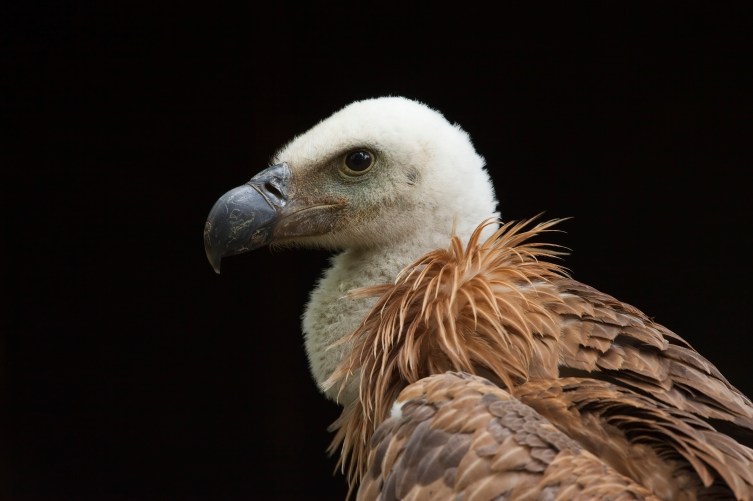 For the Birds: Saudi Arabia ‘Detains’ Vulture for Possible Espionage ...