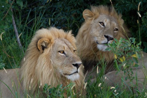 A pair of African lions sitting in tall grass.